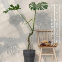 モンステラ 8号 幹立ち モンステラ 観葉植物 根上り 綺麗 お祝い ギフト 開店祝い 観葉植物 ラッピング 無料 観葉植物 プレゼント お中元 お歳暮 熱帯植...