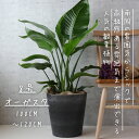 オーガスタ 観葉植物 ストレリチア オーガスタ 8号 7号 観葉植物 オーガスタ 綺麗 お祝い ギフト 開店祝い 観葉植物ラッピング 無料 観葉植物 プレゼント...