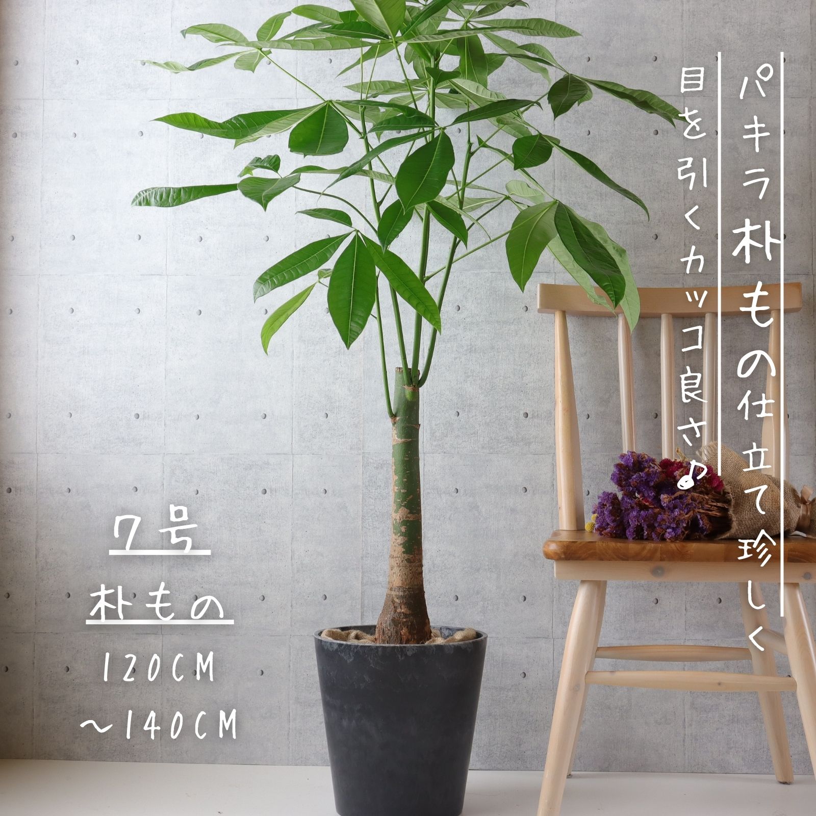【希少】パキラ 朴もの 仕立て 7号 お祝い ギフト 開店祝い ラッピング 無料 観葉植物 プレゼント ねじりパキラ ではなくストレート 観葉植物 お中元 お歳暮 熱帯植物 大型