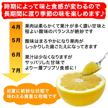 河内晩柑 小玉10kg 2S〜S みため×おいしさ◎【かわちばんかん愛媛県愛南町産】【送料無料※北海道・沖縄は除く】