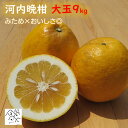 河内晩柑 訳あり大玉9kg 3L以上 食べごたえバツグン【かわちばんかん愛媛県愛南町産】送料無料 北海道・沖縄は除く