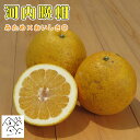 河内晩柑 訳あり 5kg 7kg 10kg 20kg みため×おいしさ◎ お取り寄せ 生産農家から産地直送 セール 【かわちばんかん愛媛県愛南町産】【送料無料】