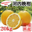 プレミアム河内晩柑 樹齢20年以上限定！訳あり20kg（10kg×2箱）ワンランク上の味送料無料※北海道・沖縄は除く