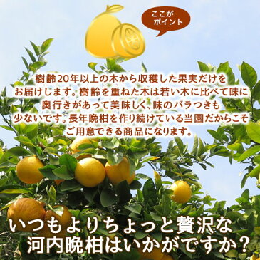 樹齢20年以上限定！プレミアム河内晩柑 訳あり10kg M〜2L ワンランク上の味【かわちばんかん愛媛県愛南町産】送料無料※北海道・沖縄は除く