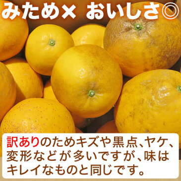 みため×おいしさ◎ 河内晩柑10kg【かわちばんかん訳あり 愛媛県愛南町産】【送料無料※北海道・沖縄は除く】