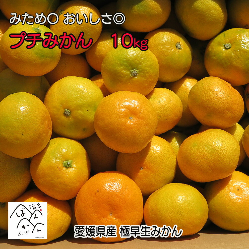 【予約でP10倍！9月下旬発送】愛媛県産 極早生 小玉ミカン 秀品 10kg（5kg×2箱） みため〇 おいしさ◎ ギフト 家庭用【送料無料】 北海道・沖縄は除くのサムネイル