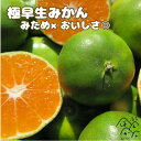 【早期予約で300円OFF】愛媛県産 極早生みかん 訳あり 3kg 5kg 10kg S-Lみため× おいしさ◎【送料無料※北海道・沖縄は除く】