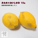 愛媛県産 訳ありレモン 10kg みため×おいしさ◎ 安心の国産レモン 防腐剤・ワックス不使用・お取り寄せ・業務用 リスボンレモン・マイヤーレモン・りのか【送料無料※北海道・沖縄は除く】