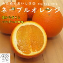 ネーブルオレンジ 訳あり 中玉~大玉 L~4Lサイズ 3kg 5kg 10kg みため×おいしさ◎ 豊かな香りとバツグンの甘味とボリュームがある食感!産地直送 愛媛県愛南町産【送料無料※北海道・沖縄は除く】