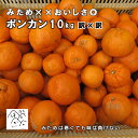 ポンカン 10kg 訳×訳 規格外品 みため××おいしさ◎ 訳ありセール お買得品 産地直送 愛媛産【送料無料※北海道・沖縄は除く】清家ばんかんビレッジ