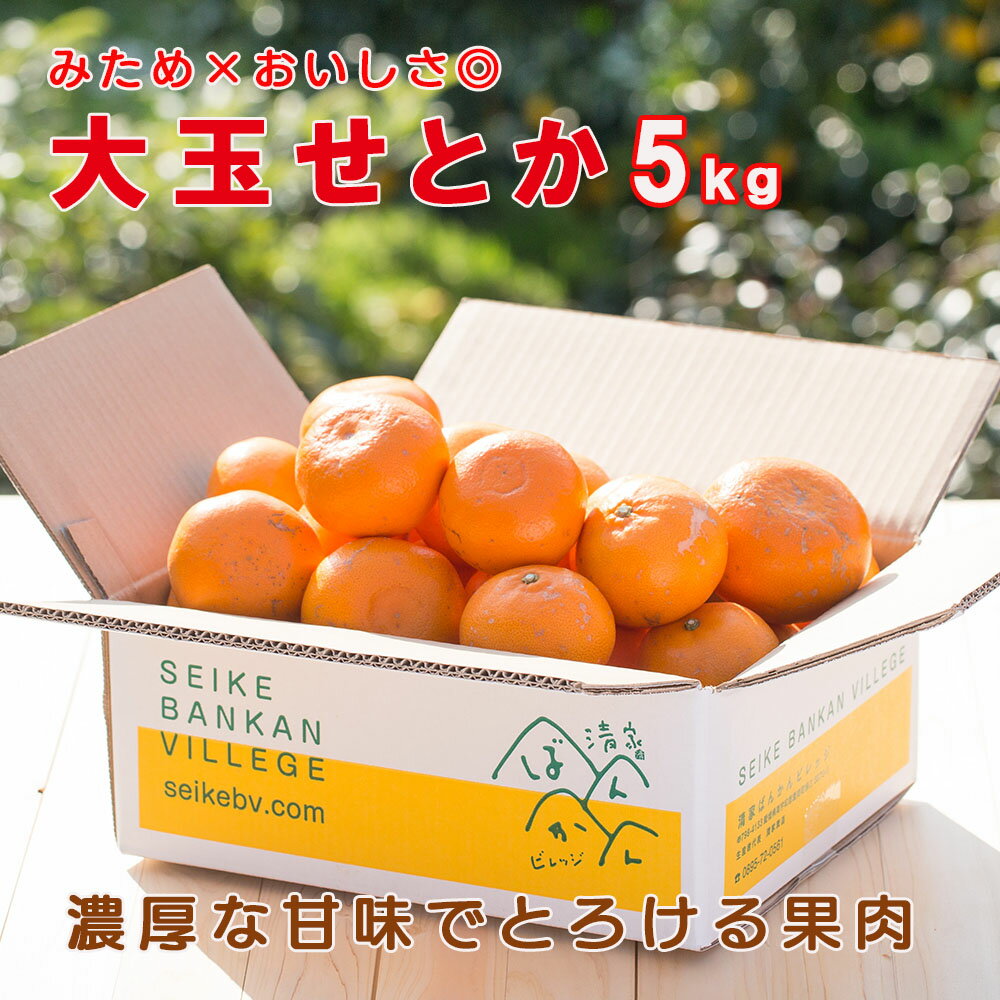 せとか 大玉訳あり 5kg L-5L みため×おいしさ◎ お買得品 セール 箱買い お取り寄せ 産地直送【送料無料※北海道・沖縄は除く】のサムネイル