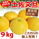 贈答 土佐文旦 9kg 18個～27個 みため〇おいしさ◎ ギフト 産地直送 愛媛県愛南町産【送料無 ...