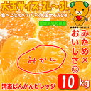 【愛媛みかん】大玉2L〜3L 10kg みため×おいしさ◎訳...