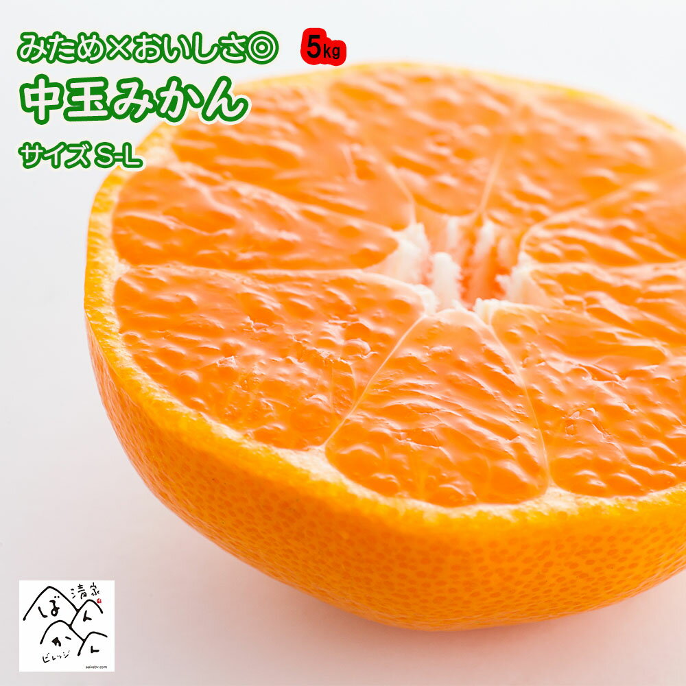 楽天市場】みかん南柑20号の通販