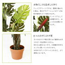 【送料無料】フェイクグリーン スプリット[fbc] 幅80x奥行80x高さ140cm 人工植物 フェイク パキラ リーフ 観葉植物 葉 グリーン インテリア 飾り おしゃれ 癒し ディスプレイ 鉢植え ポット 6号鉢 3