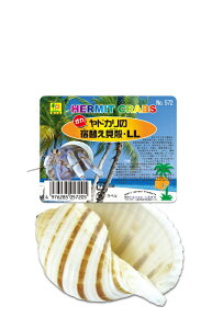 三晃商会 サンコー オカヤドカリの宿替え貝殻(LL) (オカヤドカリ用貝殻)
