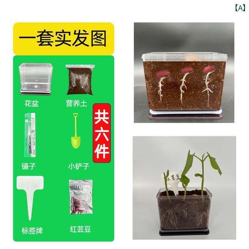 送料無料 おもちゃ ホビー 送料無料 おもちゃ ホビー 子供の 自然な 植物の 成長 観察 ボックス 学生 ..