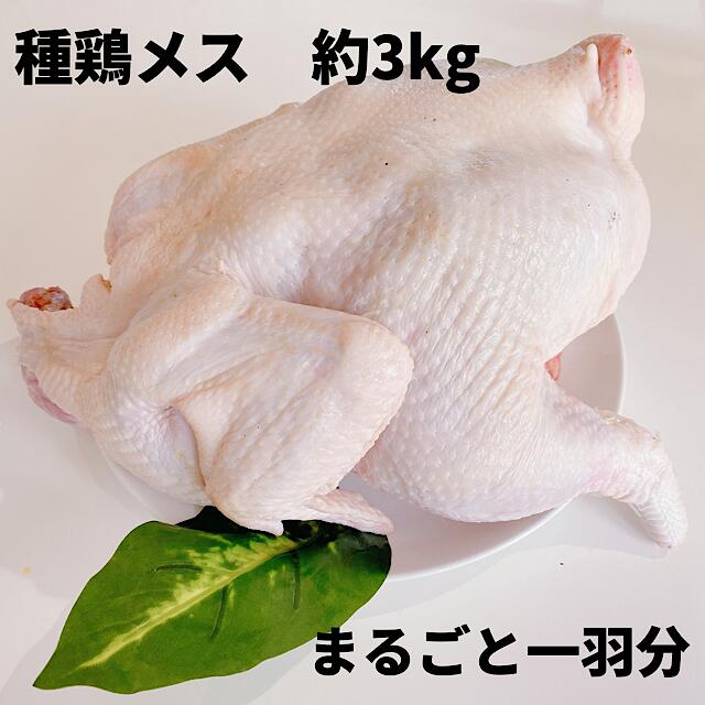 種鶏 種鶏メス 中抜き 