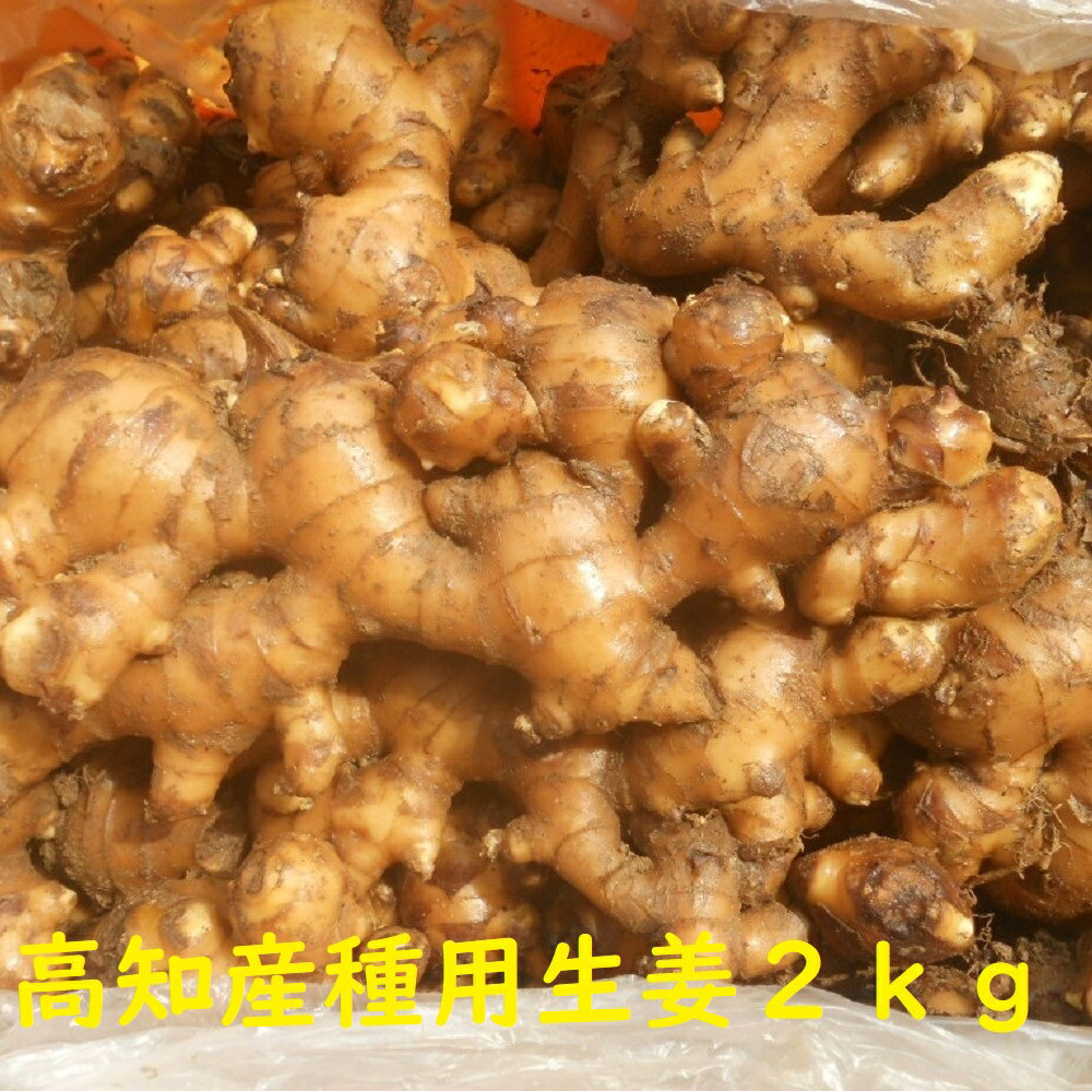 楽天市場】生姜 種 1kgの通販 楽天市場】生姜 種 1kgの通販