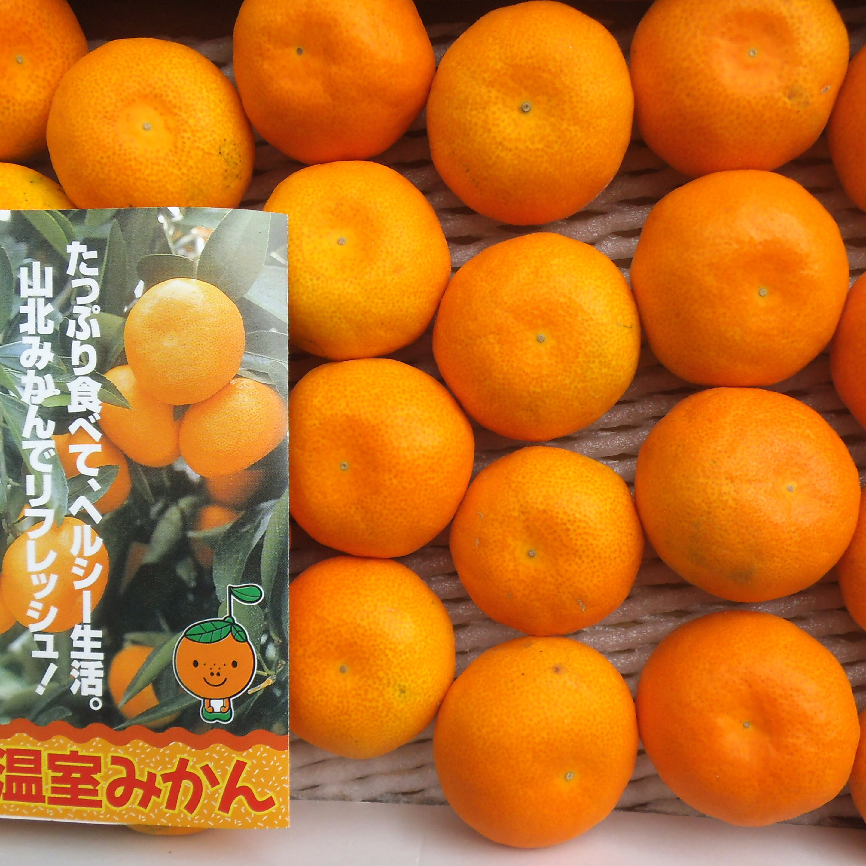 楽天市場】山北 みかんの通販