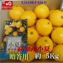 高知産　小夏　贈答用化粧箱入り　約5KgサイズS〜Lただし北海道沖縄は送料1000円（100サイズまで）のご負担お願いします。