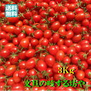 高知産ミニトマト　約　3Kg　ただし北海道沖縄は送料1000円（100サイズまで）のご負担お願いします。