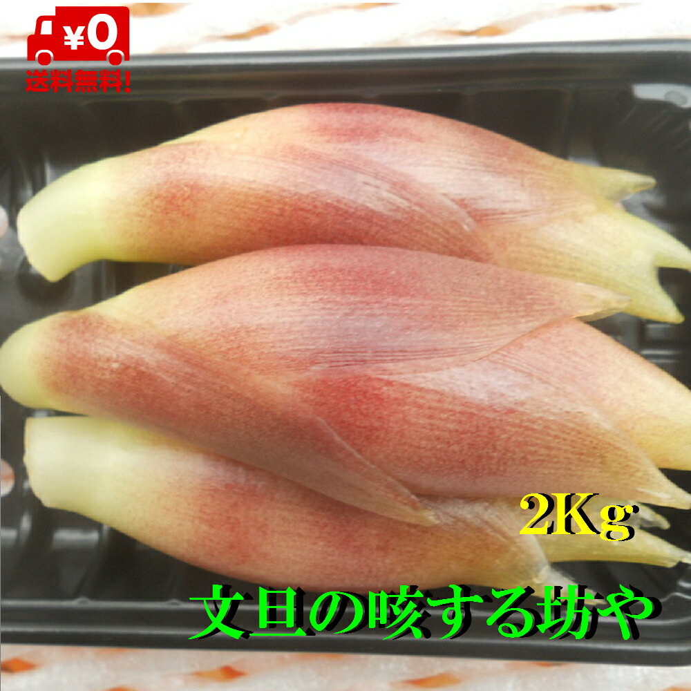 【送料無料】産地直送　高知産ハウスみょうが　2　kg　ただし北海道沖縄は、送料1300円（100サイズまで）のご負担お願いします。