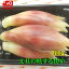 【送料無料】産地直送 高知産ハウスみょうが 500g ただし北海道沖縄は、送料600円のご負担お願いします。