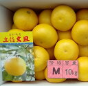 【送料無料】約10Kg 高知産 訳あり露地土佐文旦 小玉 Mサイズ又はLサイズ 23〜30玉前後入り サイズお任せ 家庭用 文旦 ぶんたん ただし北海道沖縄は、...
