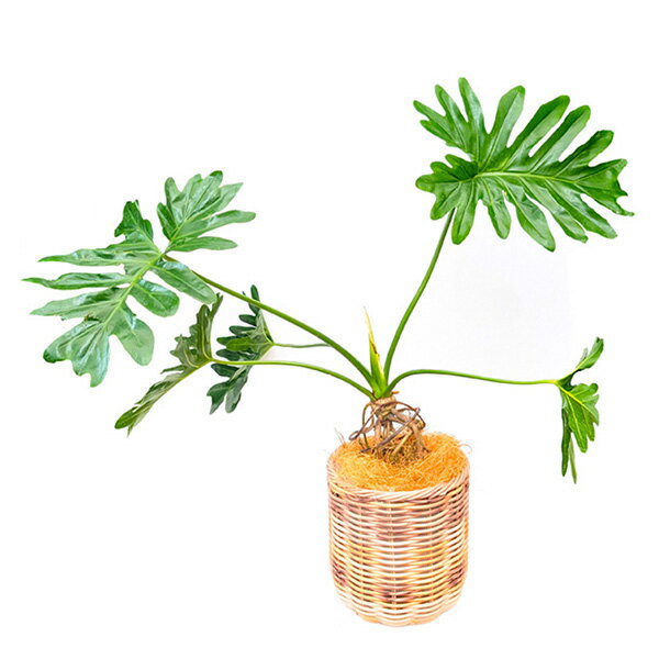 【直送】【日時指定不可】フィロデンドロン セローム 6号バスケット PPカゴ 観葉植物 おしゃれ 室内【沖縄・離島配送不可】