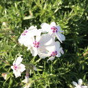高品質 芝桜 (シバザクラ) アメージンググレイス 9cmポット グランドカバー 下草 雑草対策 苗 植物 三重県産 関戸園芸 北海道への配送代引き不可