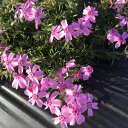 高品質 芝桜 (シバザクラ) オータムローズ 9cmポット グランドカバー 下草 雑草対策 苗 植物 三重県産 関戸園芸 北海道への配送代引き不可