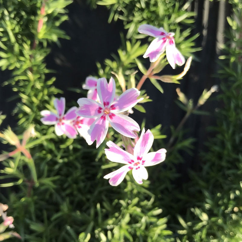 高品質 芝桜 （シバザクラ） キャン