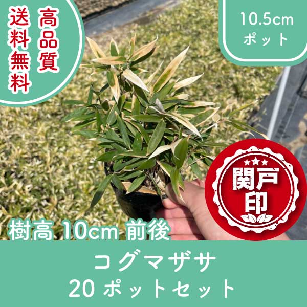 高品質 コグマザサ ポットタイプ 10.5cmポット 20ポットセット 樹高20cm前後 レビューを書いて特典あり 送料無料(関東・東海・関西・北陸・信越に限り) グランドカバー 下草 雑草対策 苗 植物 関戸園芸