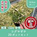 高品質 コグマザサ ポットタイプ 10.5cmポット 20ポットセット 樹高20cm前後 レビューを書いて特典あり 送料無料(関東・東海・関西・北陸・信越に限り...