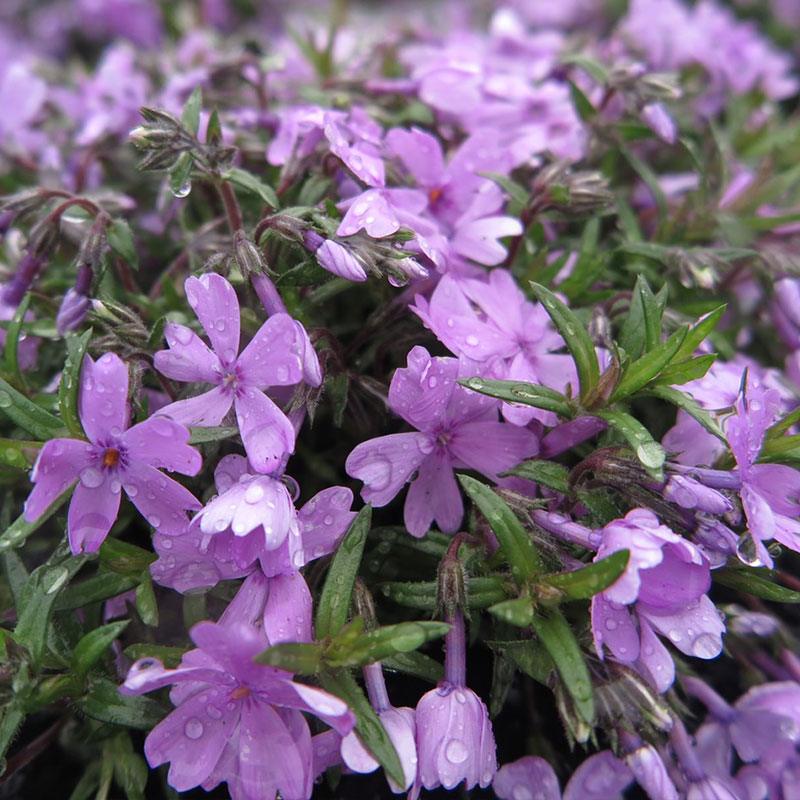 高品質 芝桜 シバザクラ スプラータ 9cmポット グランドカバー 下草 雑草対策 苗 植物 三重県産 関戸園芸 北海道への配送代引き不可