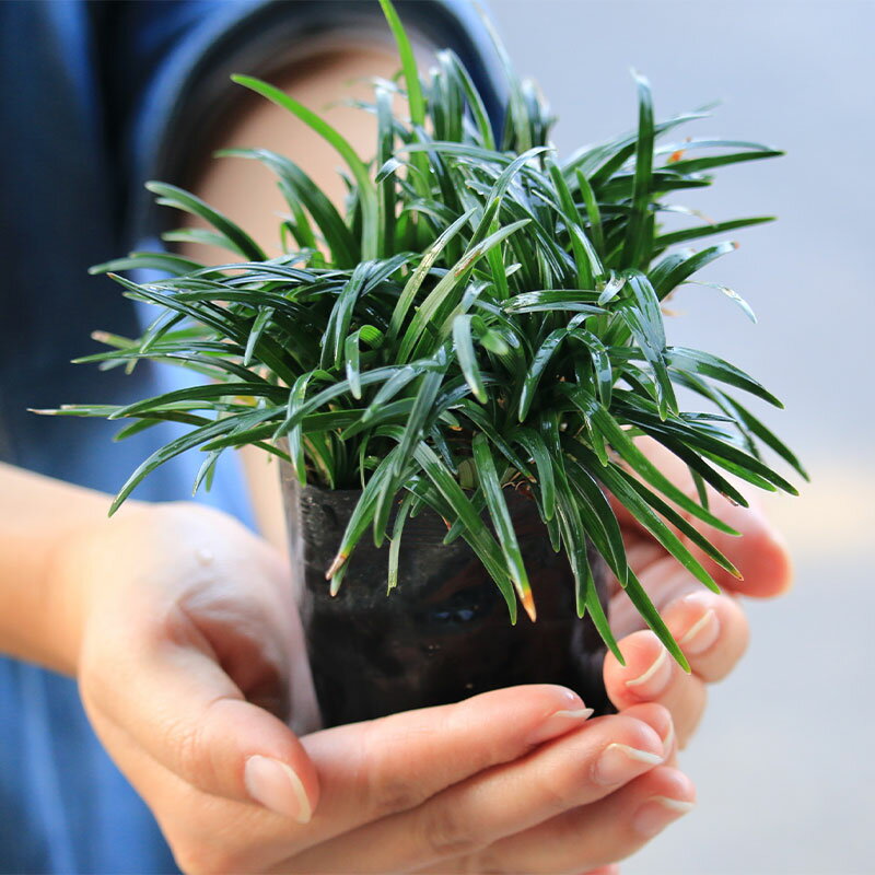 高麗芝キューブ苗（補植用） 25苗芝生 高麗芝 ポット苗 高麗芝補植 コウラシバ コウライ芝 切芝 張芝 ゴルフ場 グランド補修 隙間 少しだけ 庭 手軽 補植 園庭 こうらい 芝 ポット芝 通路 25個 6センチ角レビューを書いて次回使えるクーポンプレゼント！