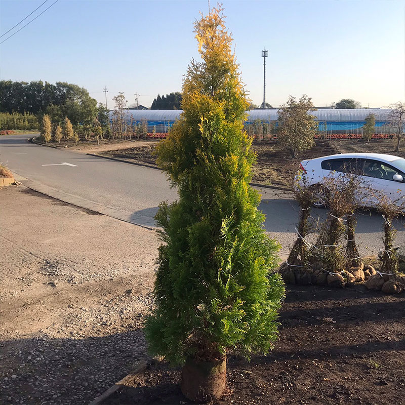 高品質 ヨーロッパゴールド 地中ポットor根巻き 1ポット 樹高150cm前後 送料無料(関東・東海・関西・北..