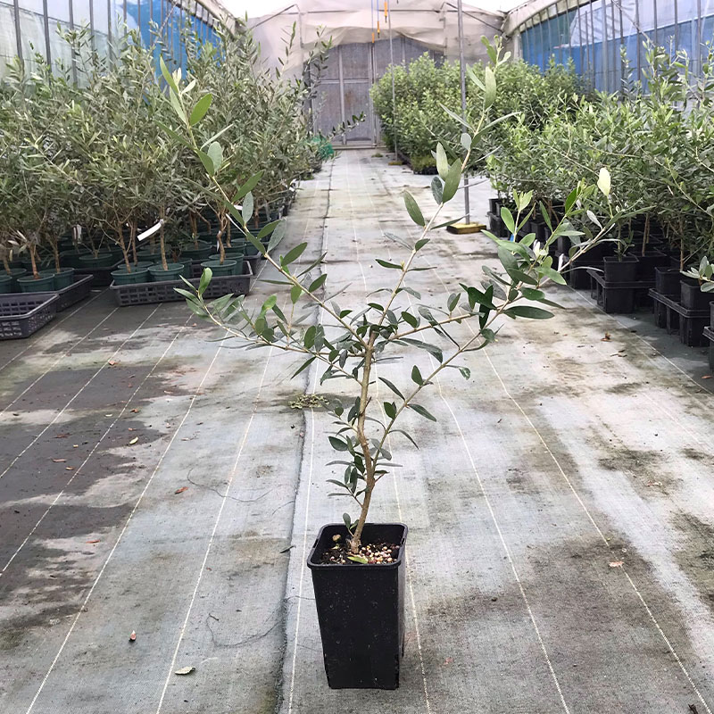 高品質 オリーブの木 ルッカ ポットタイプ 12cmポット 1ポット 樹高40cm前後 送料無料(関東・東海・関西・北陸・信越に限り) レビューを書いて特典あり 苗木 庭木 植物 関戸園芸 シンボルツリー