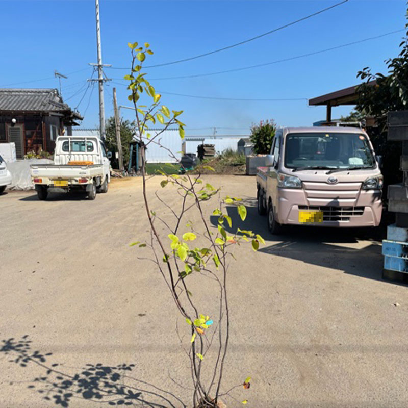 高品質ジューンベリー根巻きorポッ...