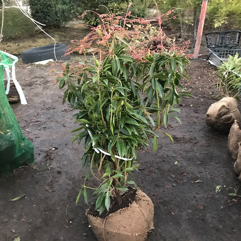 高品質 アセビ 馬酔木 根巻きタイプ 白花 5ポットセット 樹高40cm前後 送料無料(関東・東海・関西・北..