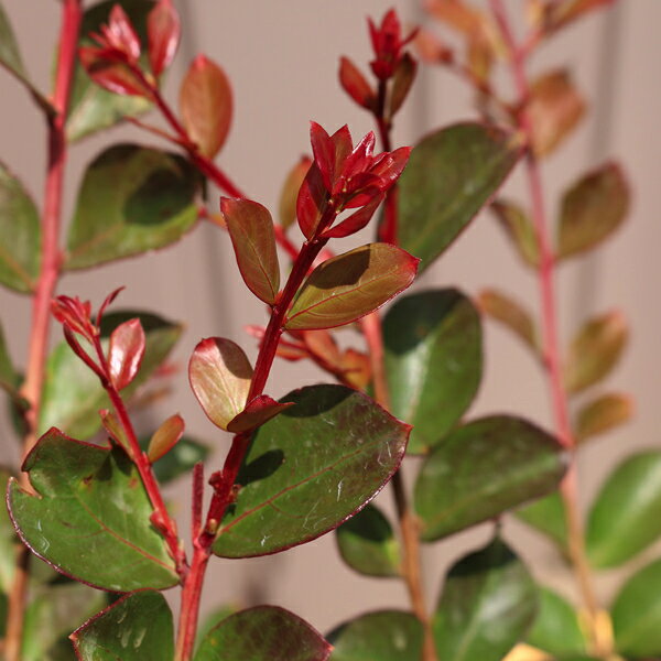 高品質 サルスベリ チェリー ポットタイプ 15cmポット 5ポットセット 送料無料(関東・東海・関西・北陸・信越に限り) レビューを書いて特典あり 苗木 庭木 低木 植物 関戸園芸