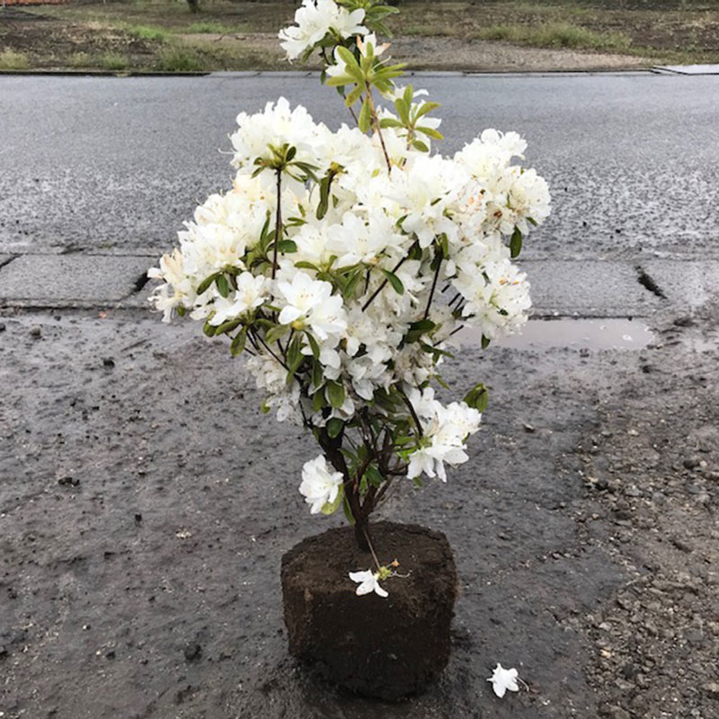 高品質 久留米ツツジ 常夏 露地タイプ 3ポットセット 樹高40cm前後 送料無料(関東・東海・関西・北陸・信越に限り) レビューを書いて特典あり 苗木 庭木 低木 植物 関戸園芸