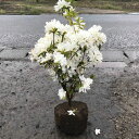 高品質 久留米ツツジ 常夏 露地タイプ 3ポットセット 樹高40cm前後 送料無料(関東・東海・関西・北陸・信越に限り) レビューを書いて特典あり 苗木 庭木 ...