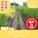 高品質 小葉 ラカンマキ ポットタイプ 15cmポット 5ポットセット 樹高50cm前後 送料無料(関東・東海・関西・北陸・信越に限り) レビューを書いて特典あ...