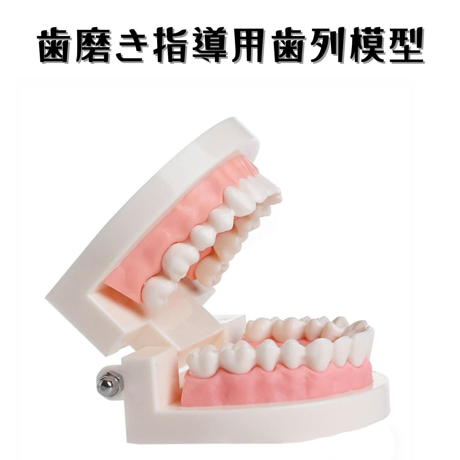 複製根模型歯乳歯 [B4-309]｜株式会社ニッシン｜歯科模型・歯科材料の