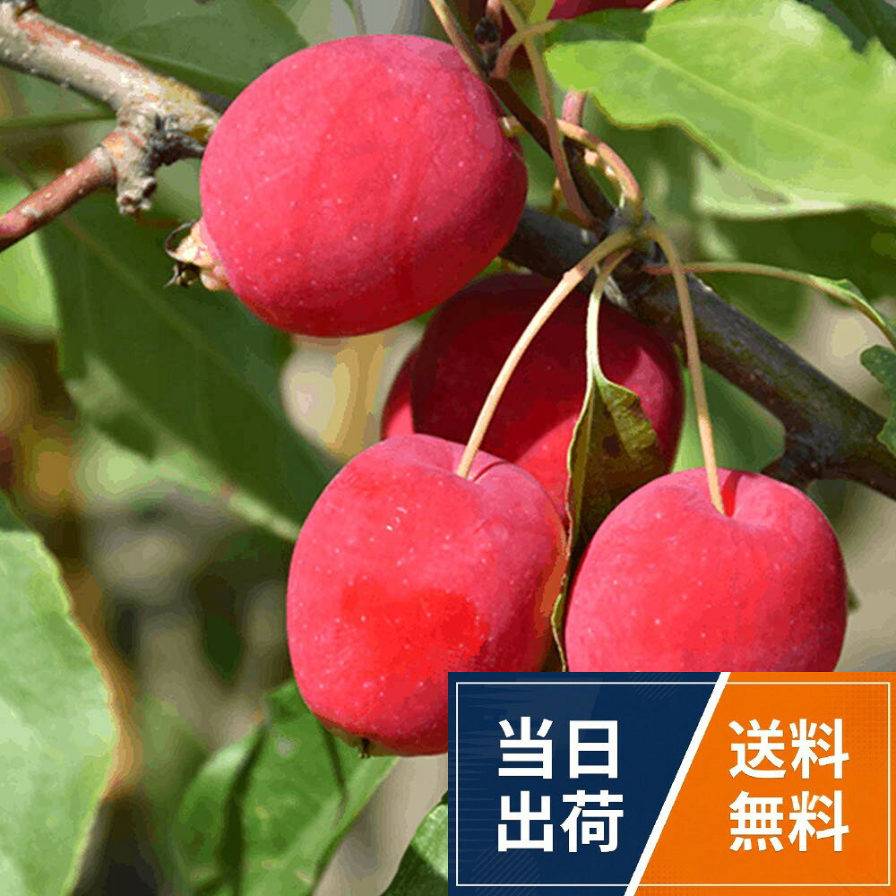 春には純白の花が枝を埋め尽くすほどに咲く花付きのよい品種です。 食用リンゴの交配種としても使われています。 7月下旬頃には実は明るい濃桃色に色付き美しい、実はジャムなどに利用できます。。学名は「森のりんご」を意味します。 学名：Malus sylvestris 和名：ヒメリンゴ、姫林檎 タイプ：バラ科リンゴ属クラブリンゴ類 落葉中高木 開花時期：4月ごろ 結実時期：8月～11月ごろ。【育て方】 日当たり置き場 日光を好みますので、地植え鉢植えの場所は、ともに日当たり良好な場所を選びます。。水やり 鉢植えの場合は、土の表面が乾いたら、鉢底の流れ出るくらいたっぷり与えます。 地植えの場合は、土質や種類にもよりますが、基本的には雨が当たる場所では雨にまかせて、夏場に雨が降らない場合は、土が乾いたら与えてください。。肥料 鉢植えの場合は、11～2月、9月に、地植えの場合は、2月、5月、9月に緩効性肥料か有機質肥料を与えてください。。剪定 剪定は落葉後から芽吹き前に行います。 萌芽力がありますが、あまり強く刈り込むと花つきが悪くなります。。植え替え 適期は11月～3月です。 鉢植えの植え替えは、根詰まりを防ぎ、通気をよくするのが目的で、通常2～3年に1回は必要です。ITANSE クラブアップルの苗木 ドルゴ 5号接木苗 1個売り 果樹苗 ヒメリンゴ 落葉中高木 純白の花 明るい濃桃色の美しい実 ジャム等に利用