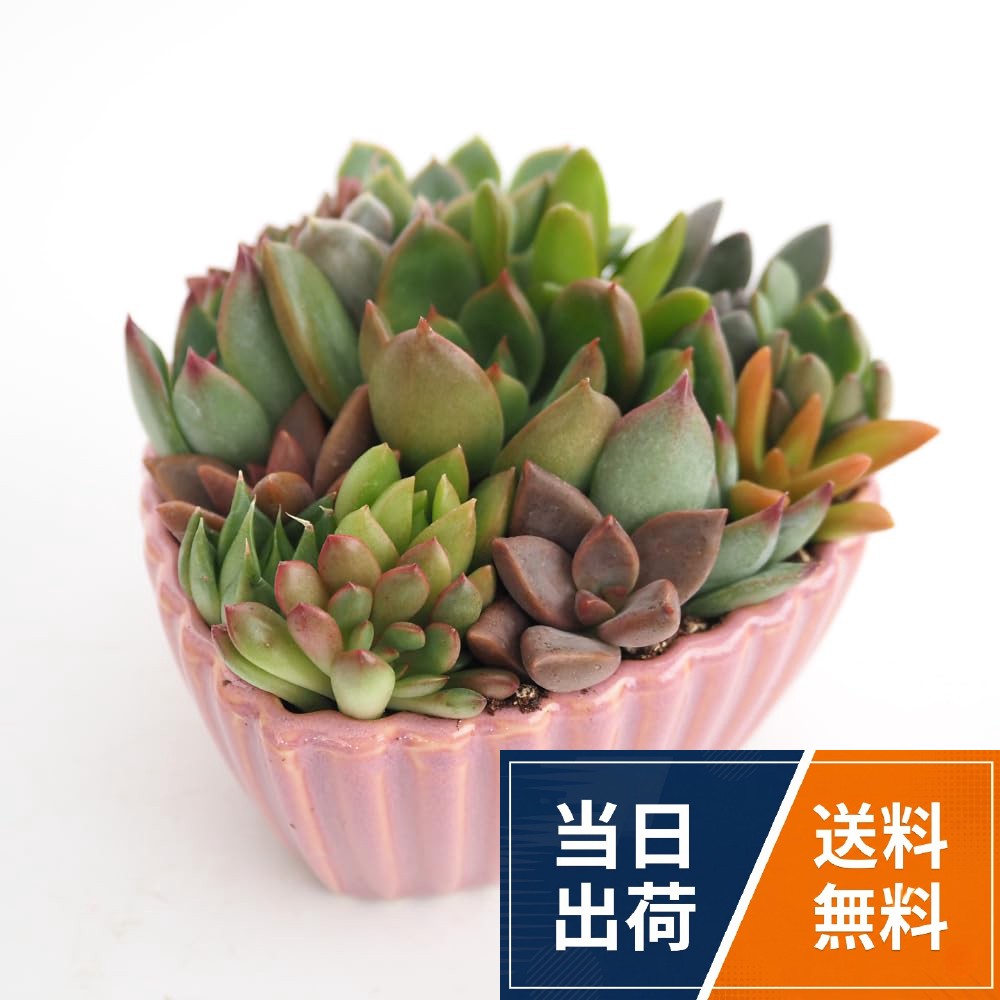 ITANSE 多肉寄せ植えハート鉢