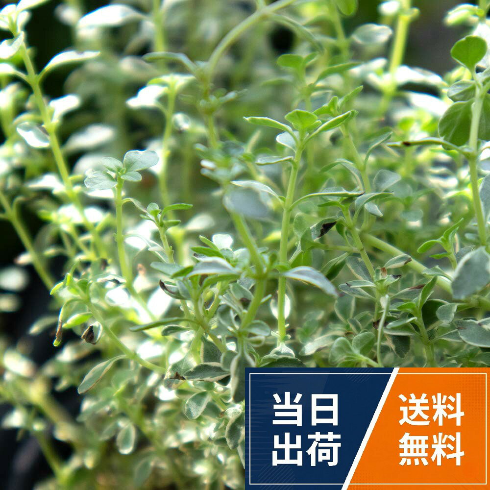ITANSE タイム 3.5号