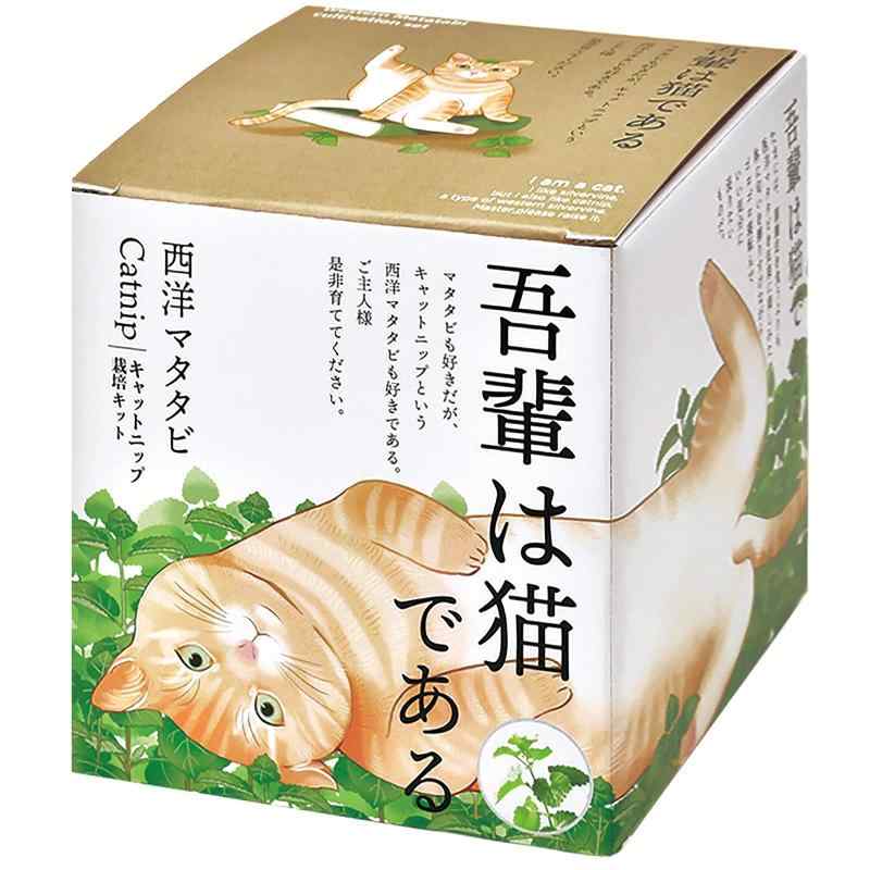 聖新陶芸 通年 家庭菜園 栽培キット 西洋マタタビ キャットニップ ミニ 簡単 ゆったり育てる 香草 ハー..